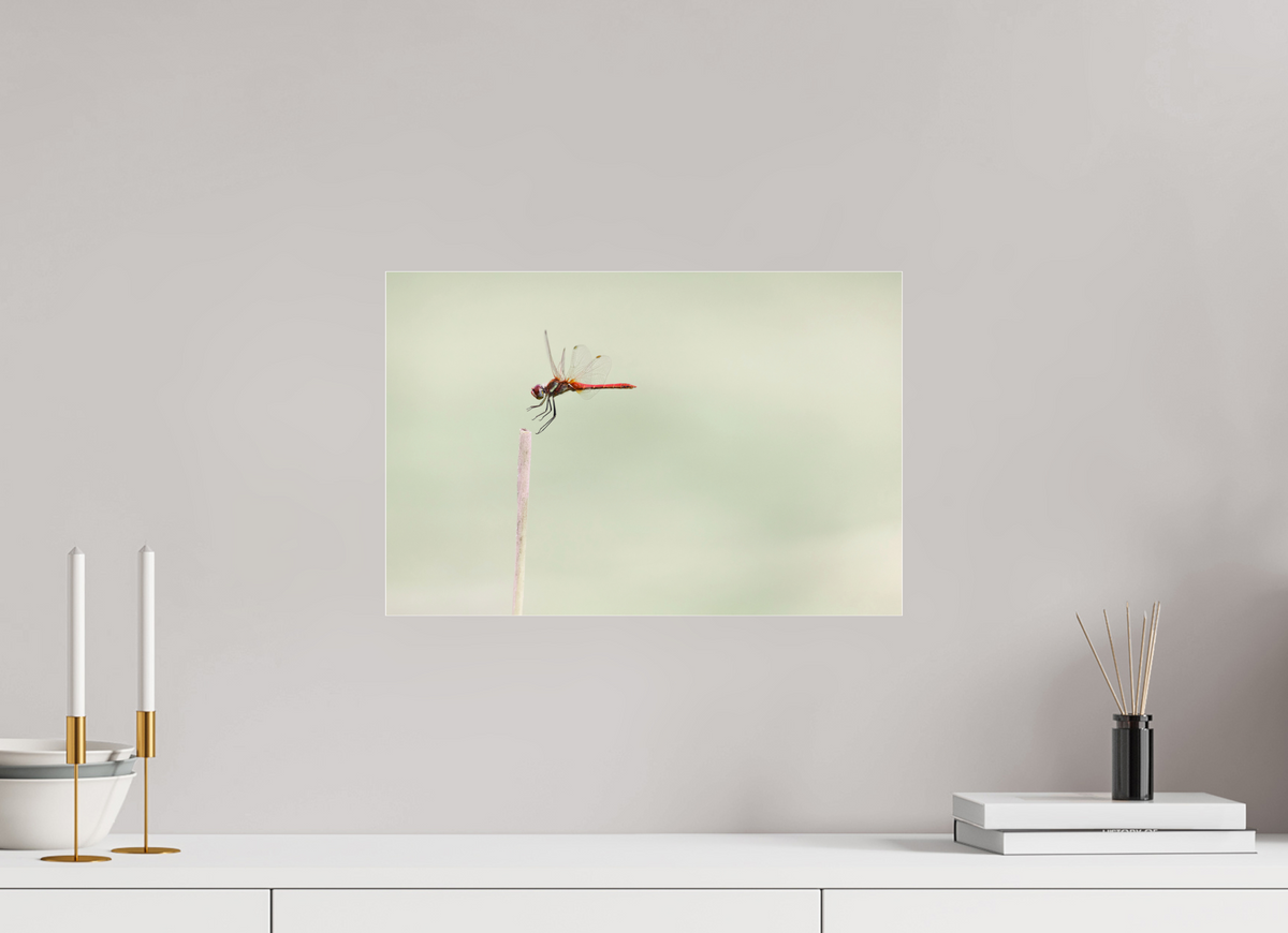 45 x 30 cm, Photo Print Under Acrylic Glass A Moment Suspended