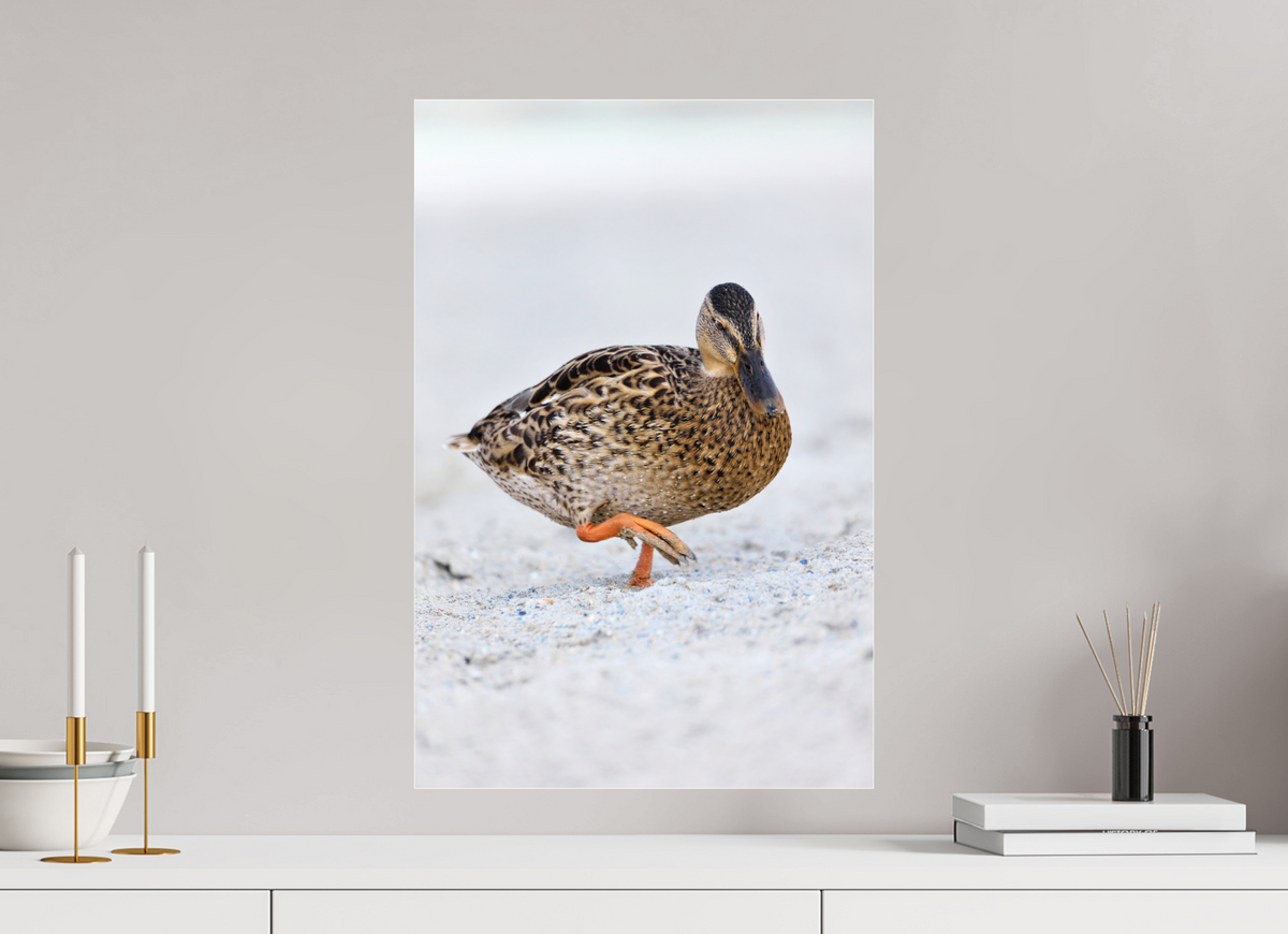 40 x 60 cm, Photo Print Under Acrylic Glass The Quiet Stride