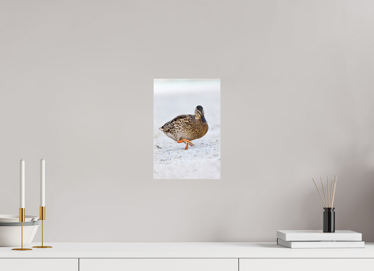 20 x 30 cm, Photo Print Under Acrylic Glass The Quiet Stride