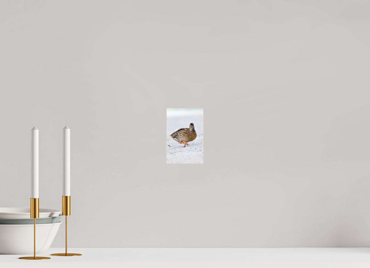 10 x 15 cm, Photo Print Under Acrylic Glass The Quiet Stride