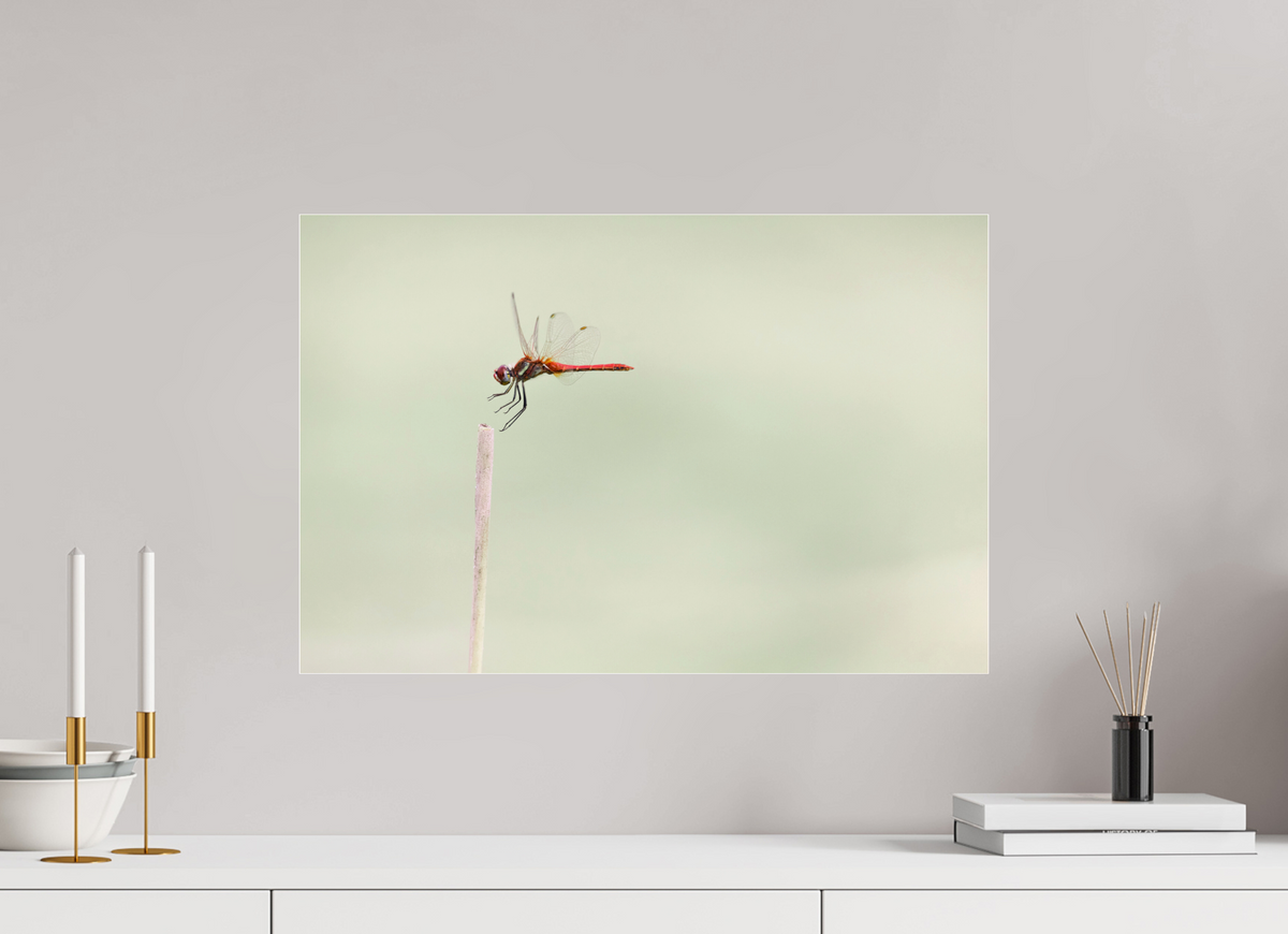 60 x 40 cm, Photo Print Under Acrylic Glass A Moment Suspended