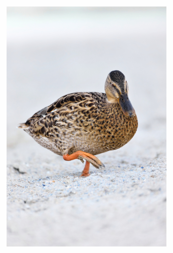 Main image The Quiet Stride