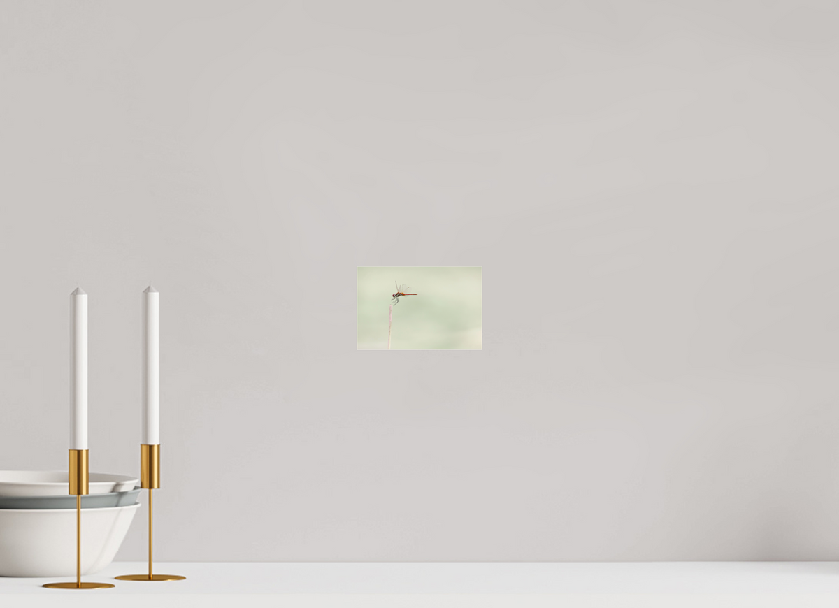 15 x 10 cm, Photo Print Under Acrylic Glass A Moment Suspended
